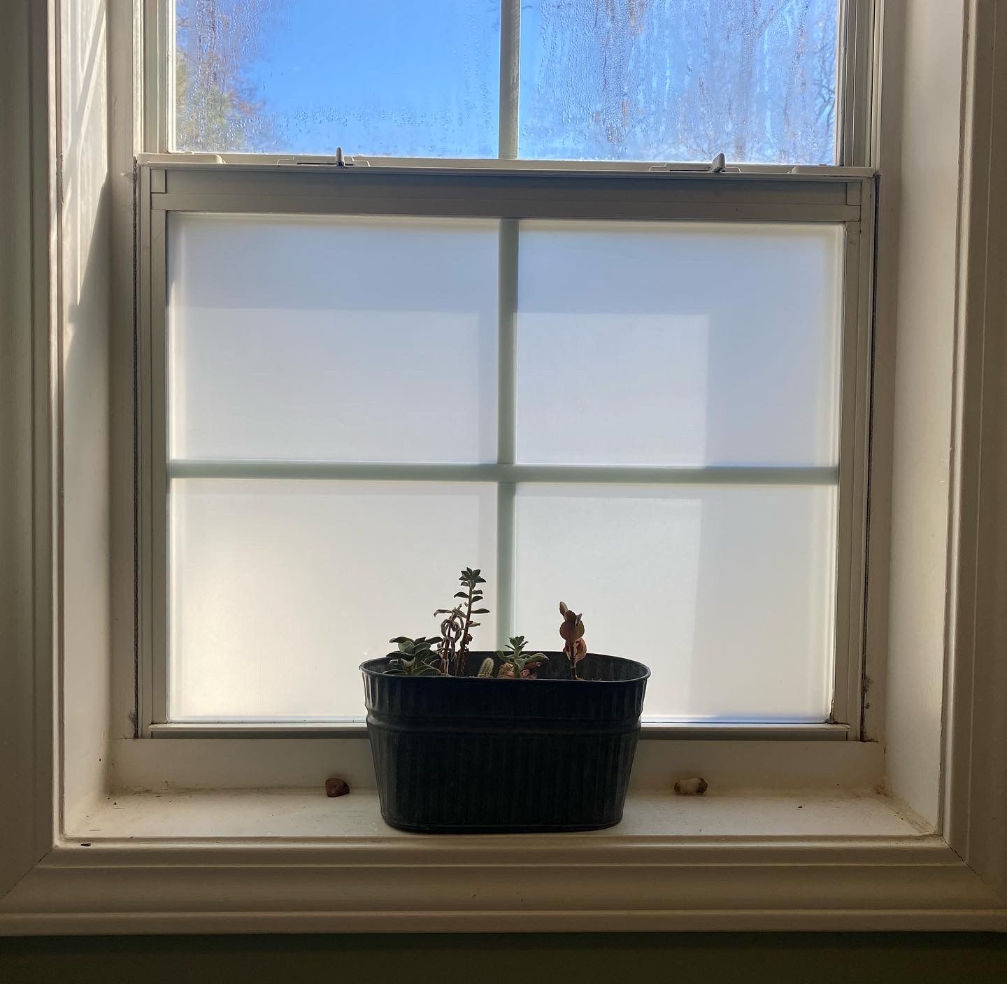 A potted plant is sitting on a window sill.