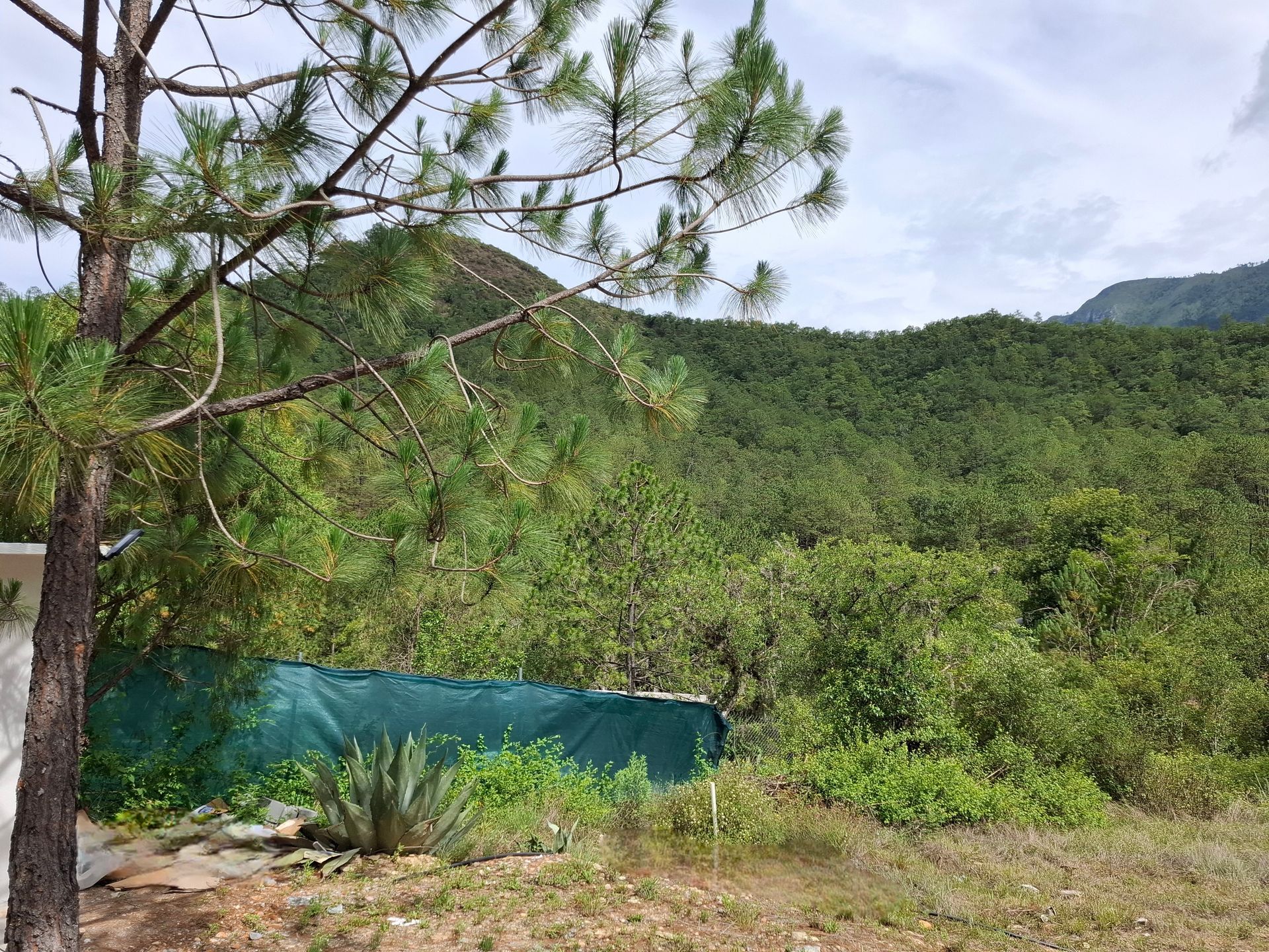 Un árbol en medio de un campo con montañas al fondo.