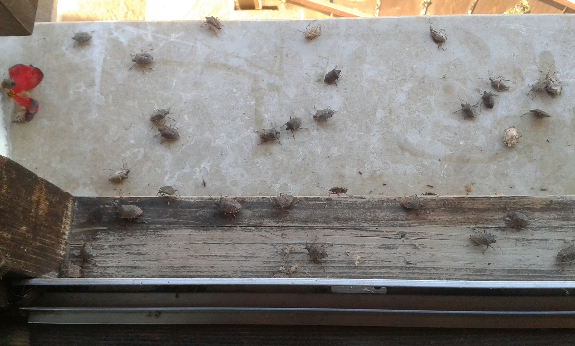 A bunch of bugs are sitting on a concrete surface.
