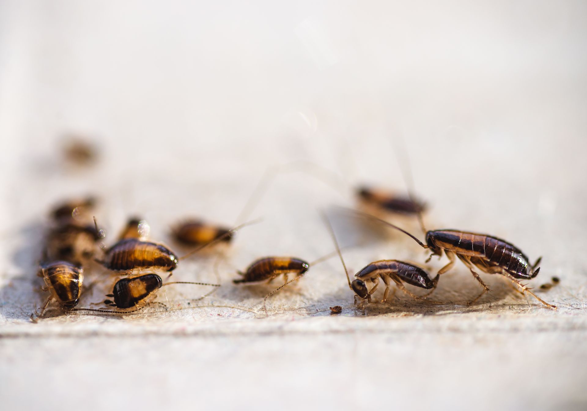 A group of cockroaches are crawling on a white surface.