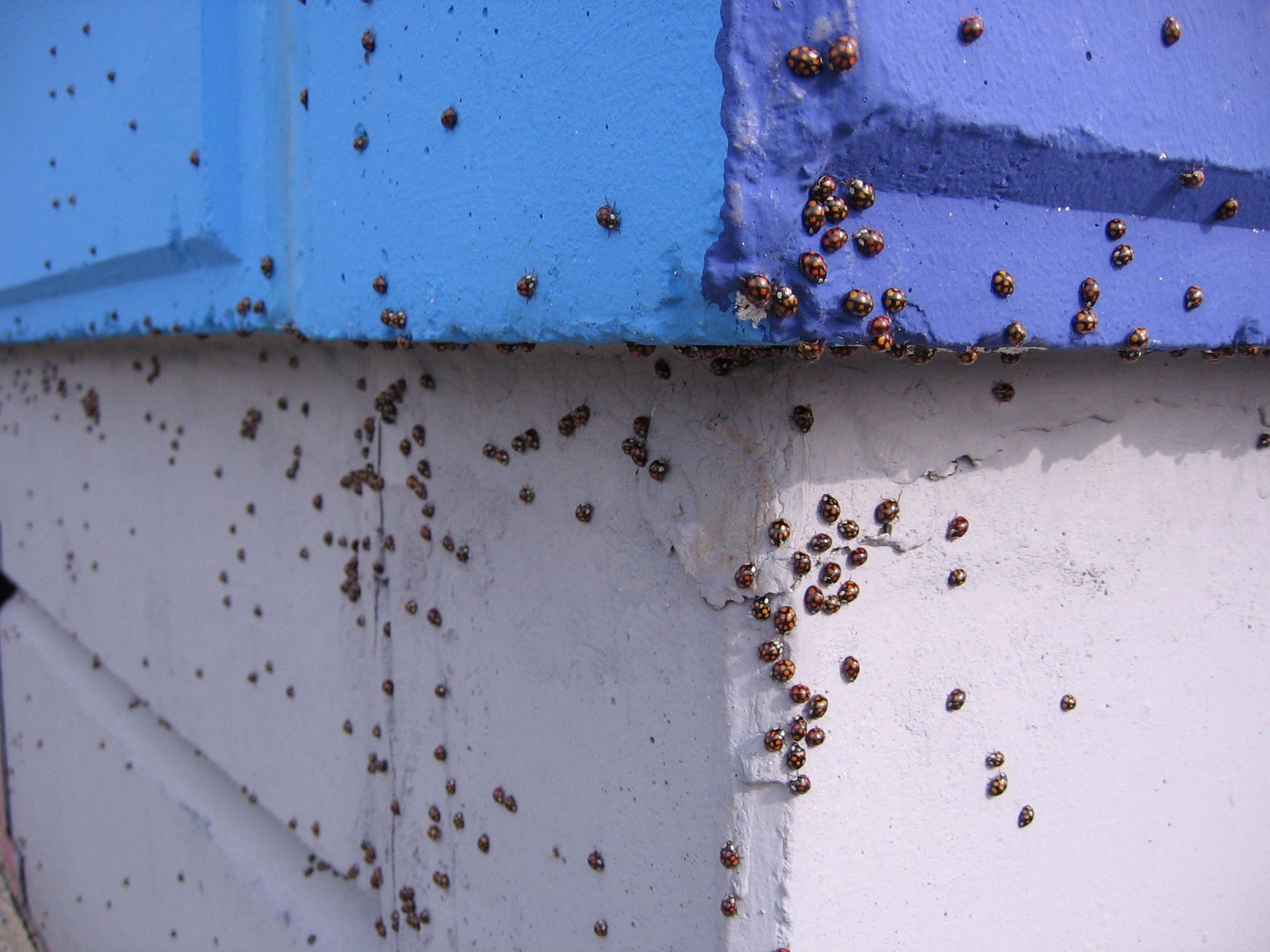 Ladybugs are crawling on a blue and white wall