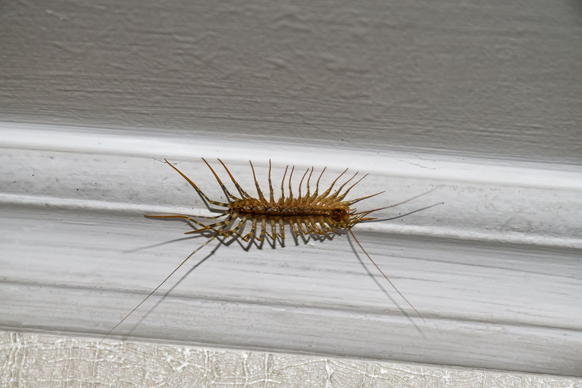 A centipede is crawling on a white trim on a wall.