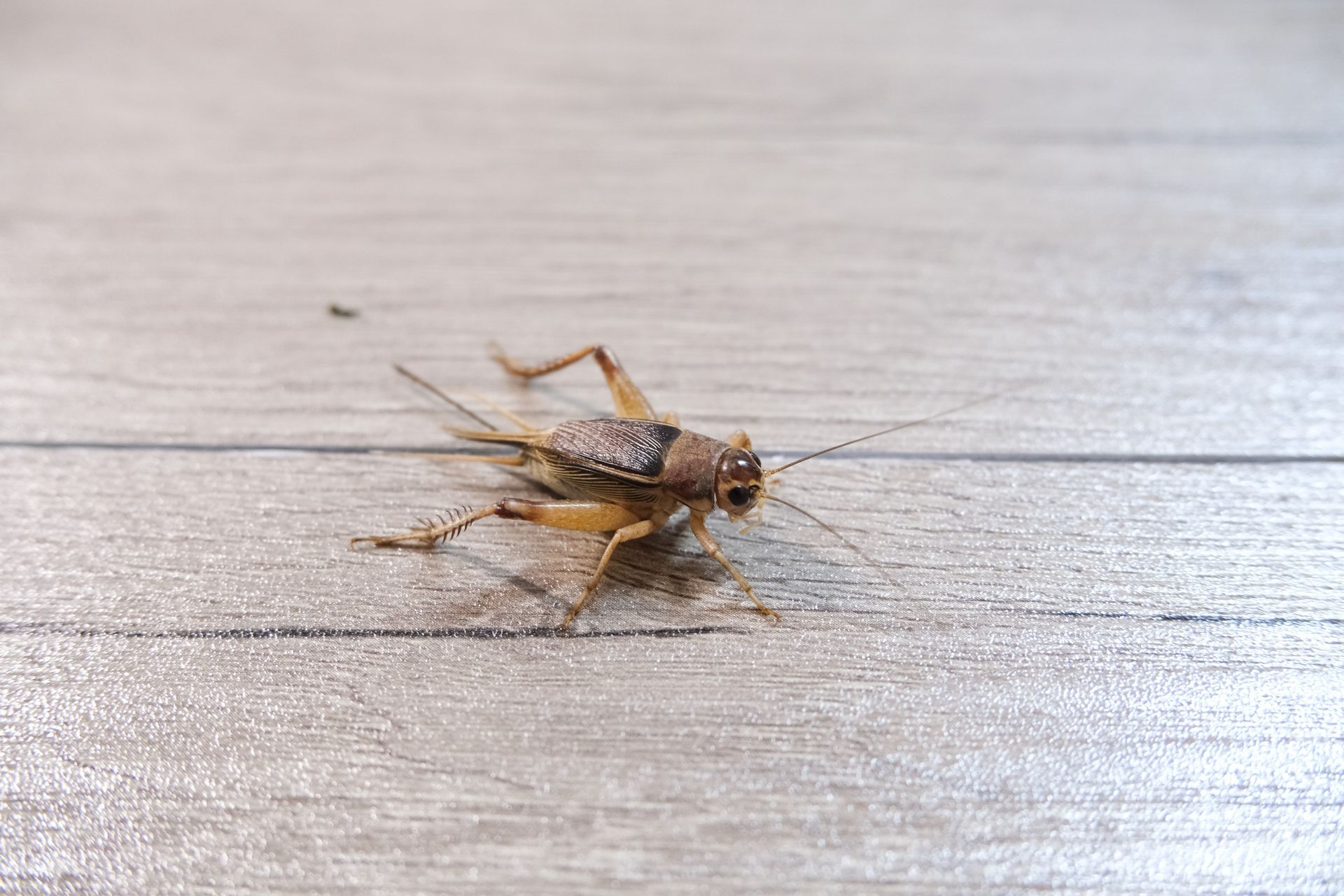 A cricket is crawling on a wooden floor.