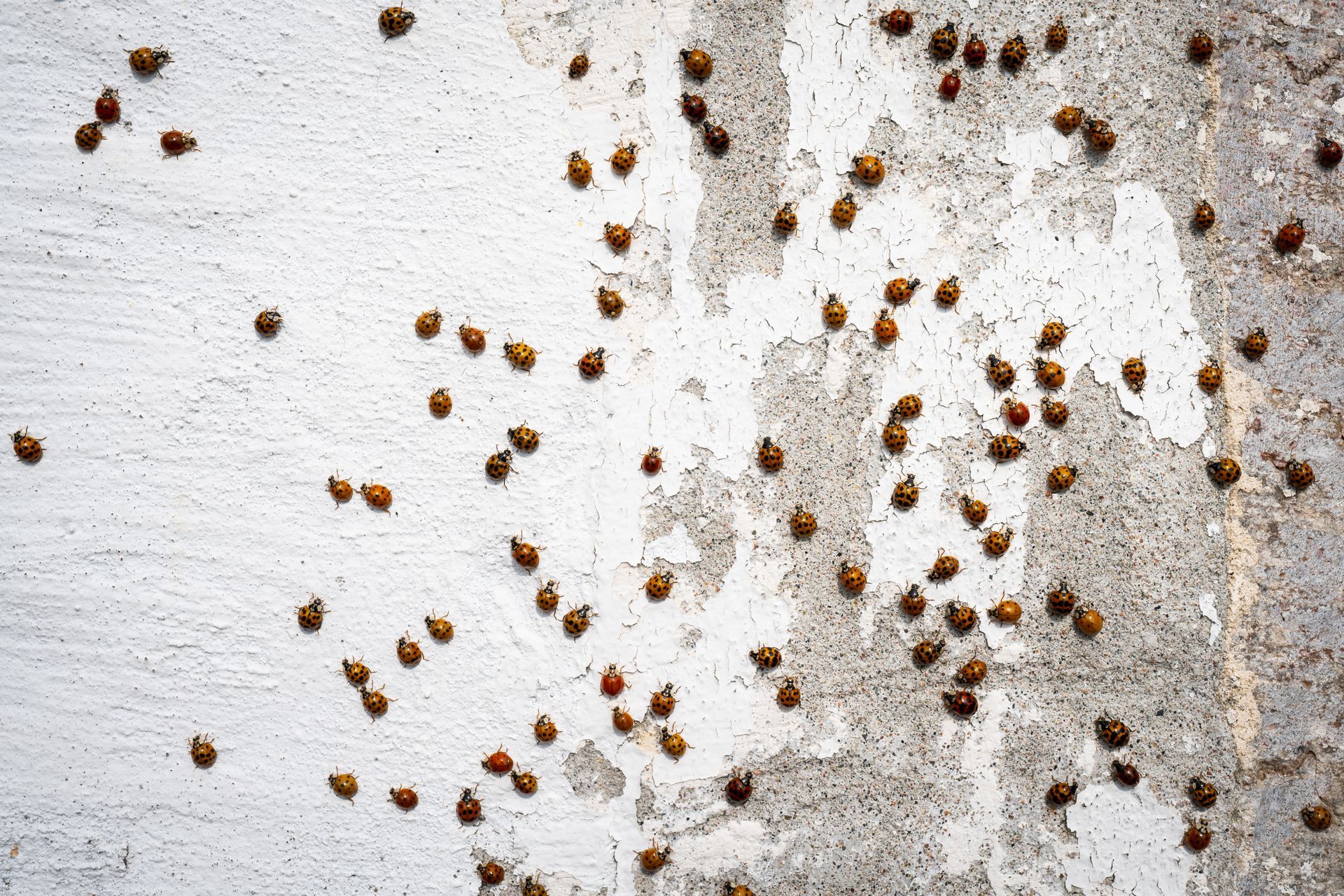 A bunch of bugs are crawling on a white surface.