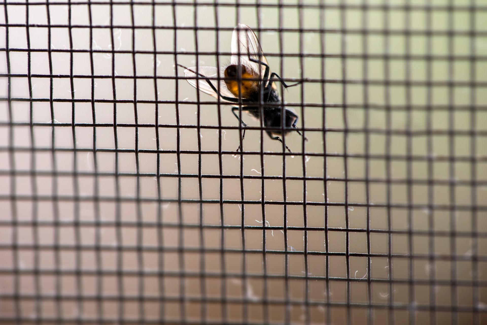 A fly is sitting on a screen door.