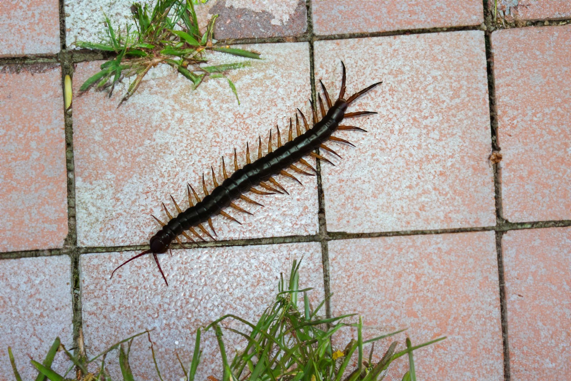 A centipede is crawling on a tiled floor next to some grass.