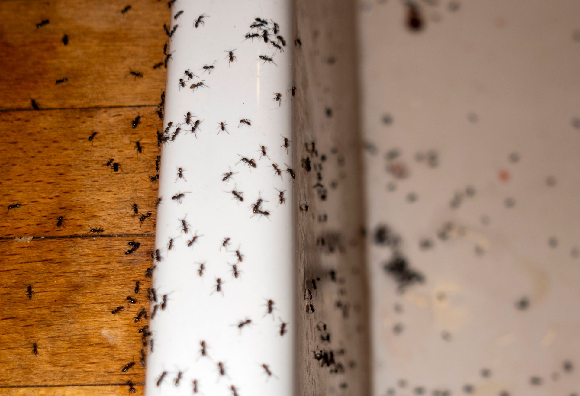 A bunch of ants are crawling on a white pipe on a wooden floor.