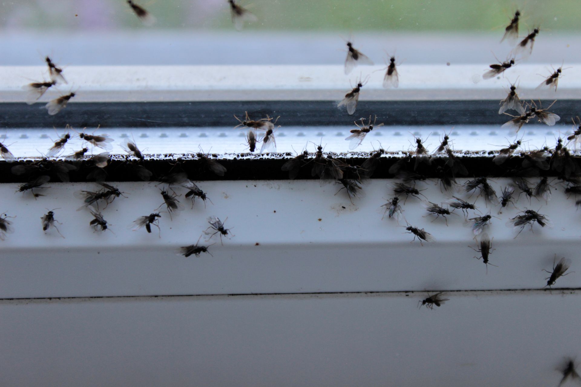 A bunch of Flies are sitting on a windowsill.