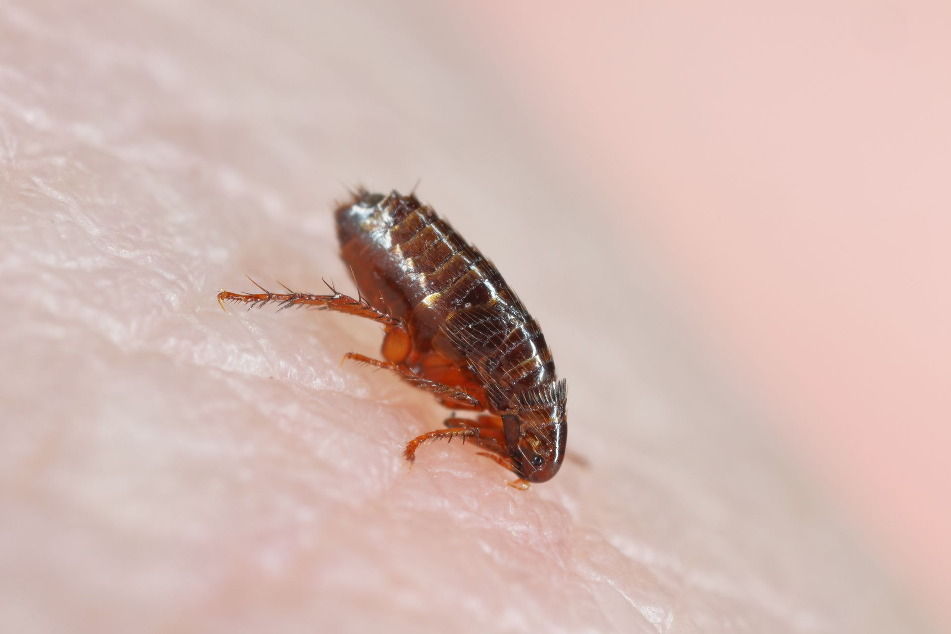 A flea is crawling on a person 's skin.