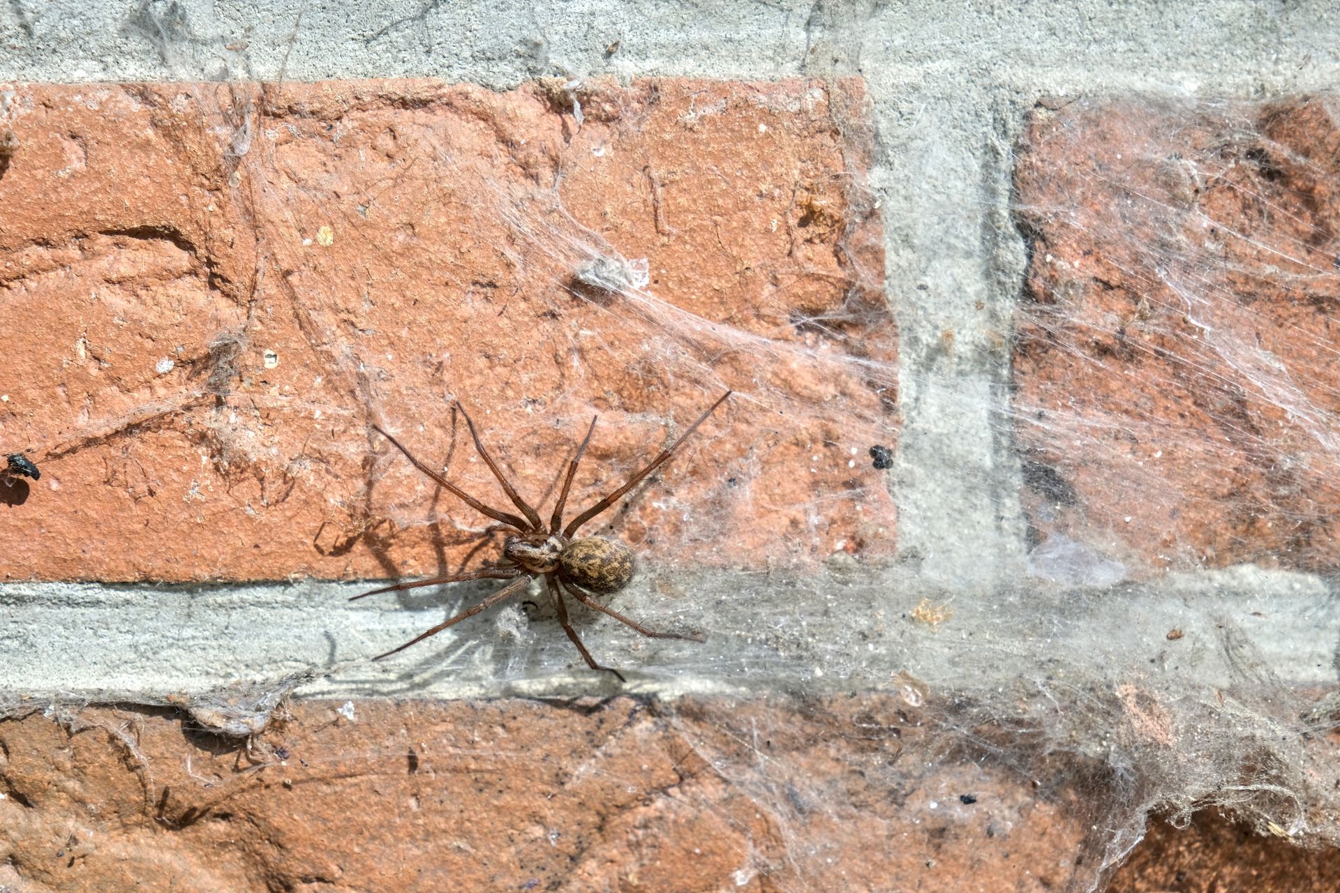 A spider is sitting on a brick wall.