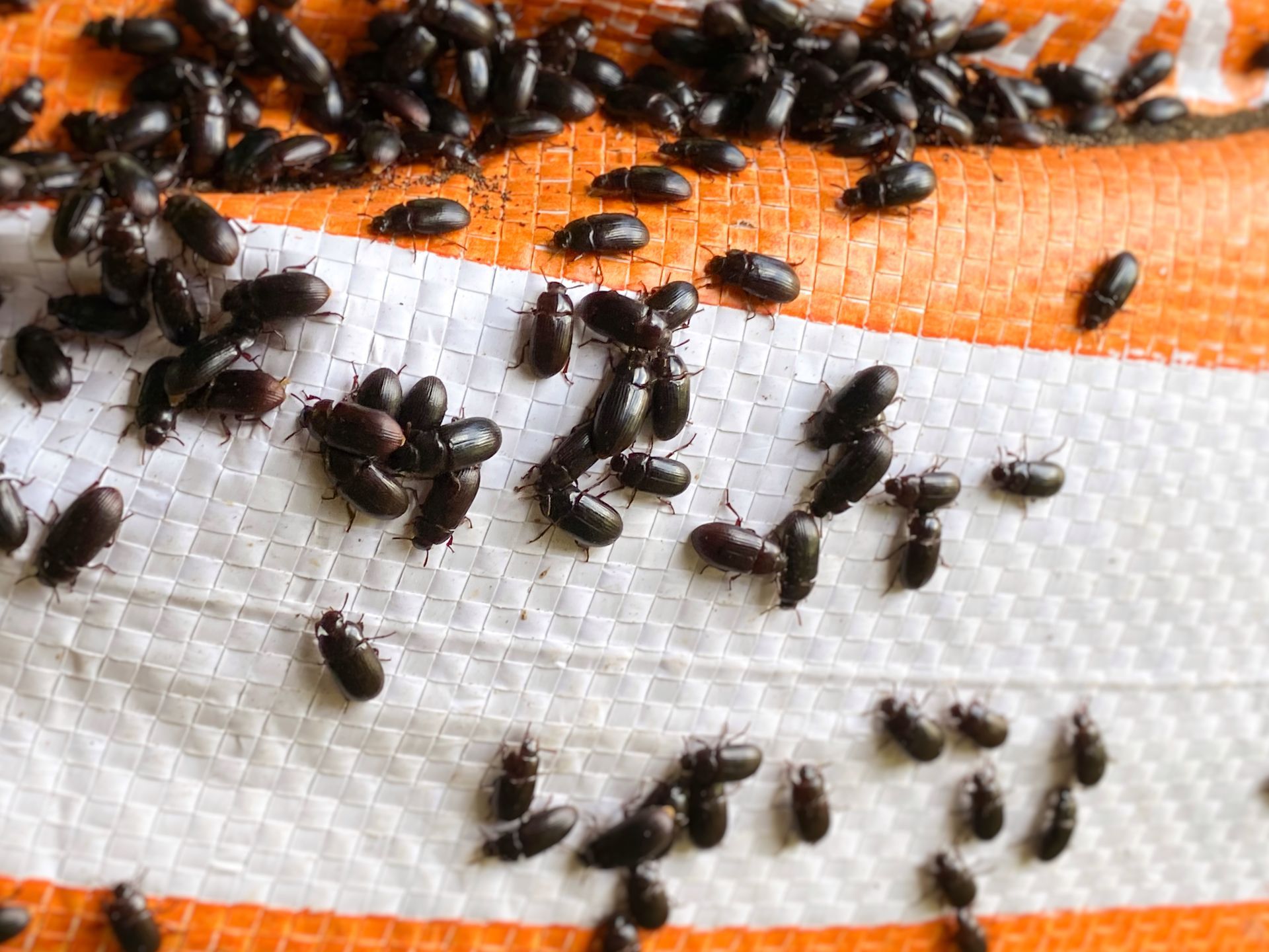 A bunch of beetles are crawling on a striped towel.