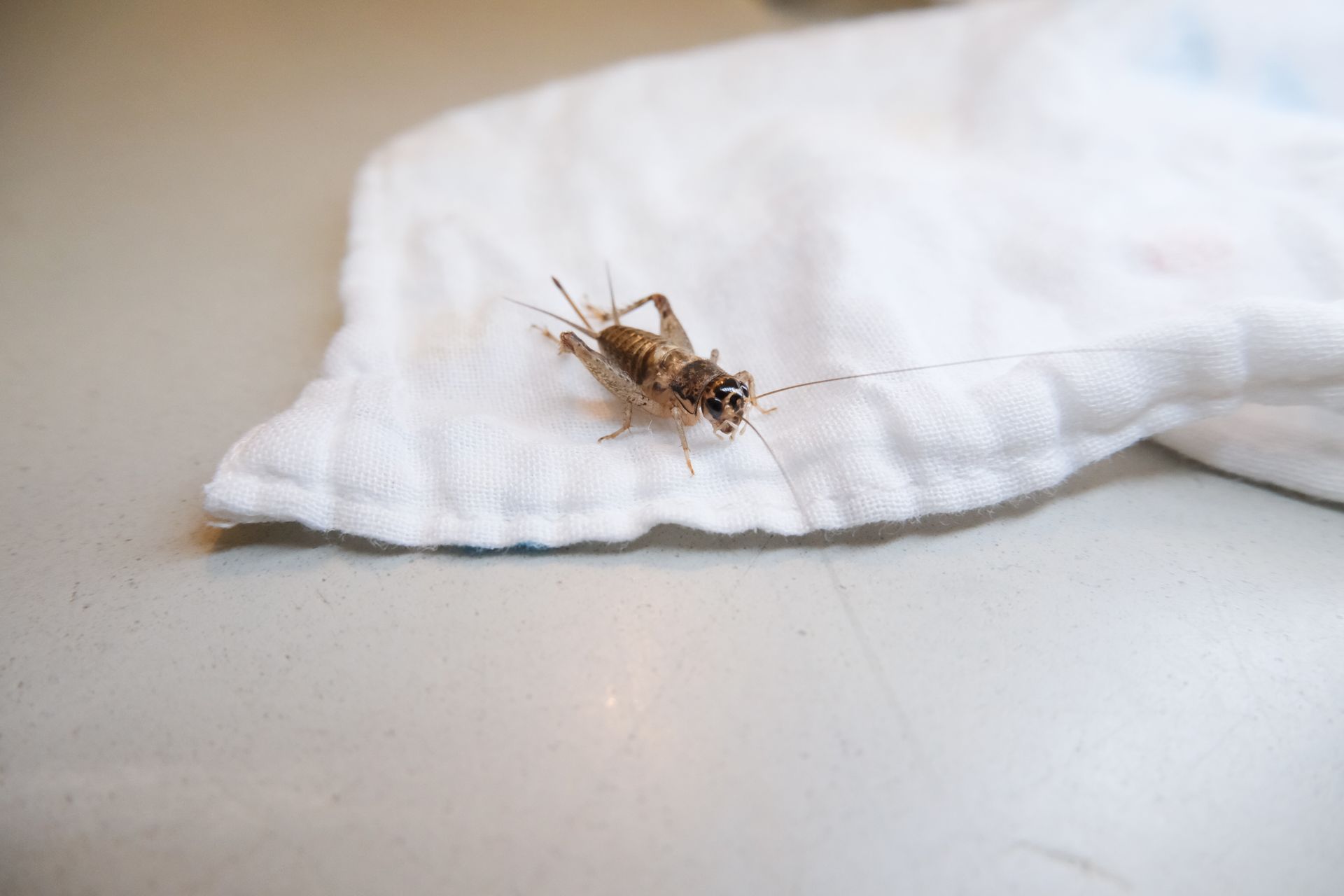 A small cricket is sitting on a white cloth on a table.