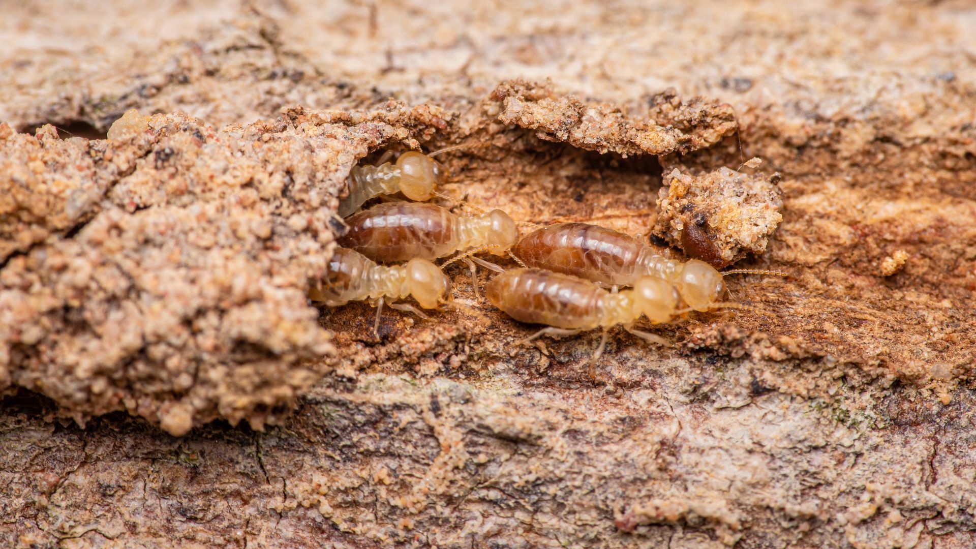 A group of termites are crawling on a piece of wood.