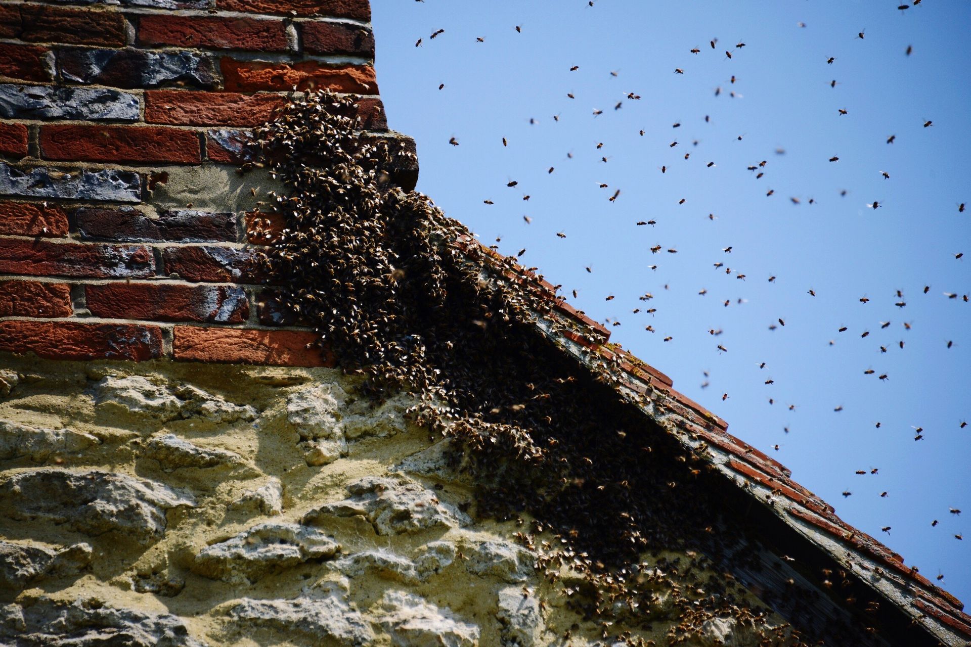 A bunch of bees are gathered on the roof of a building
