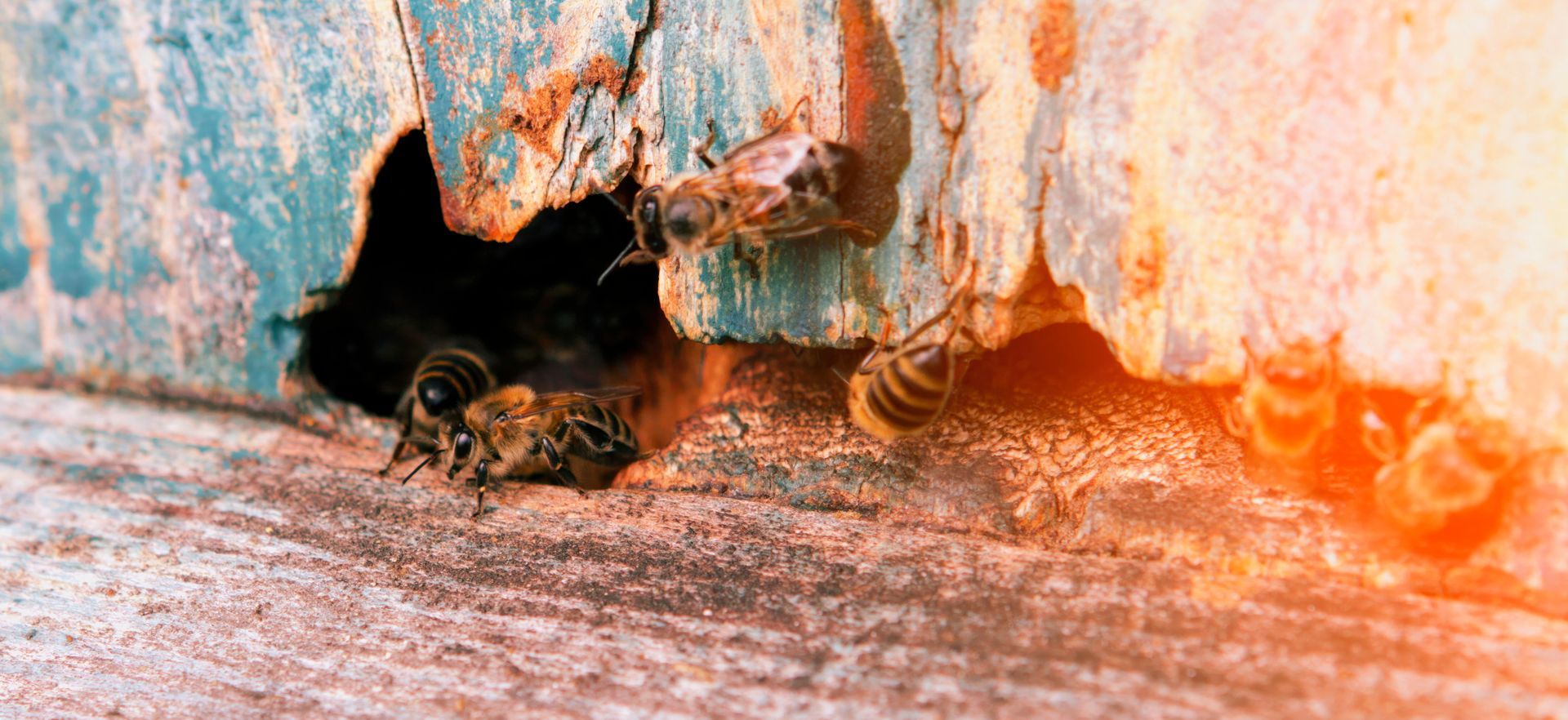 A close up of a bee coming out of a hole in a wooden wall.