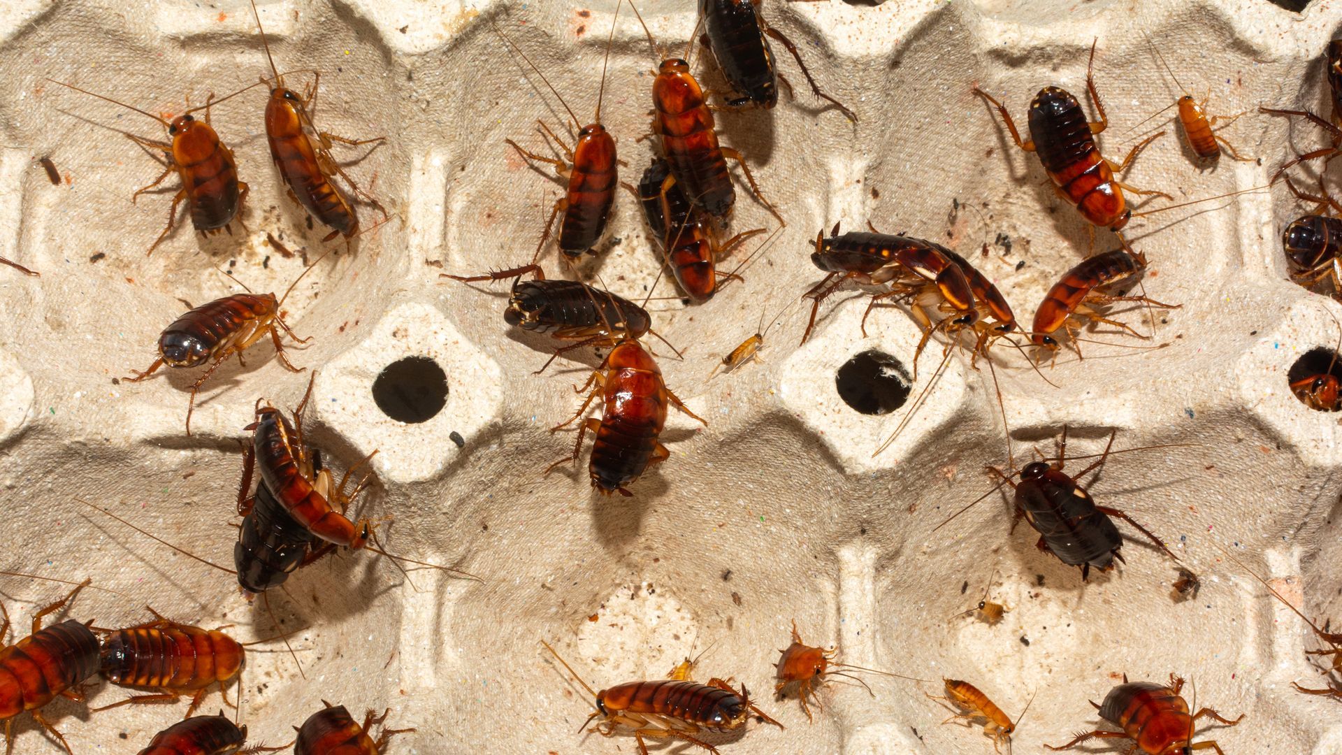 A bunch of cockroaches are sitting on a white tray.