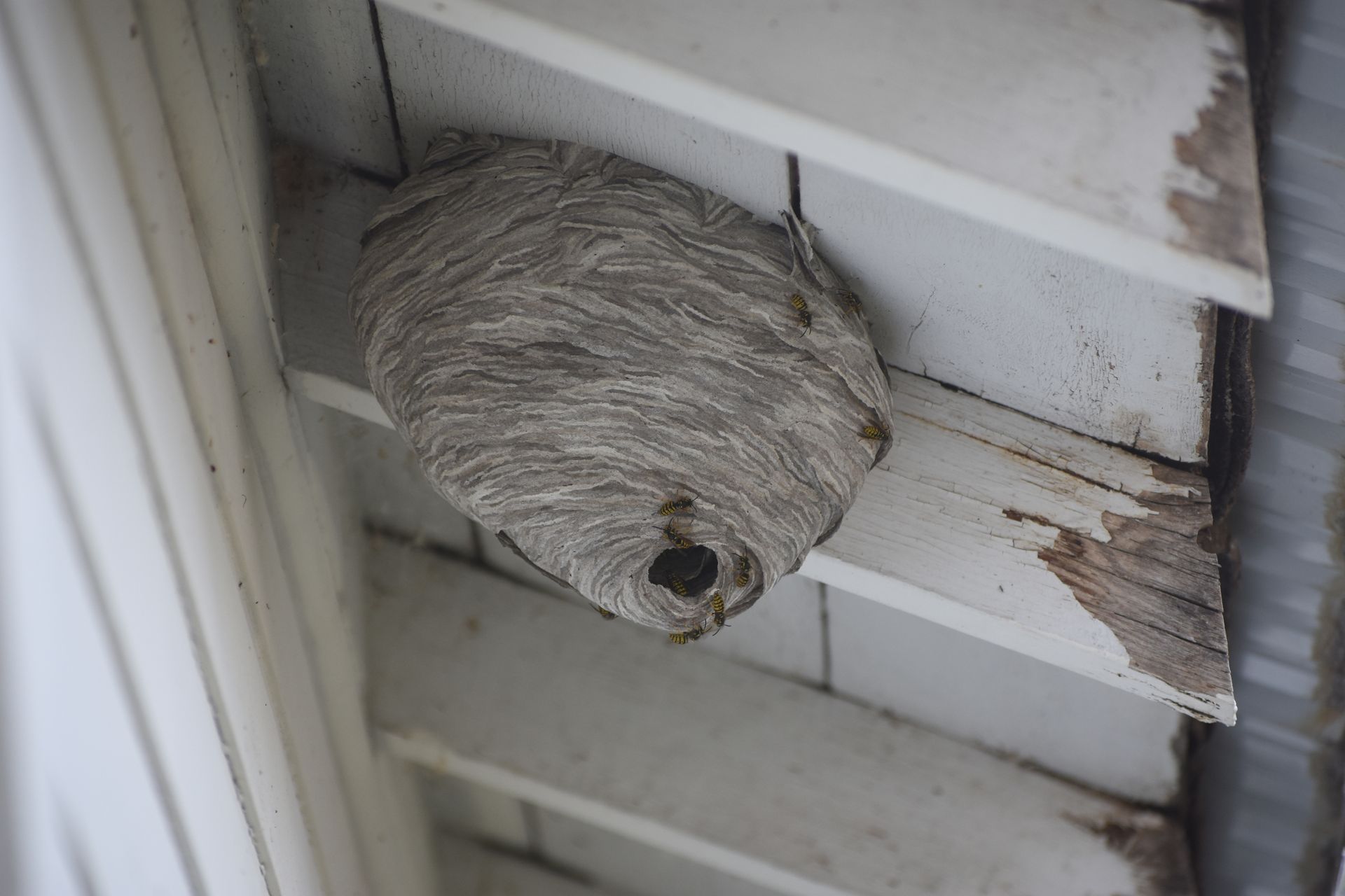 A wasp nest is sitting on the ceiling of a house.
