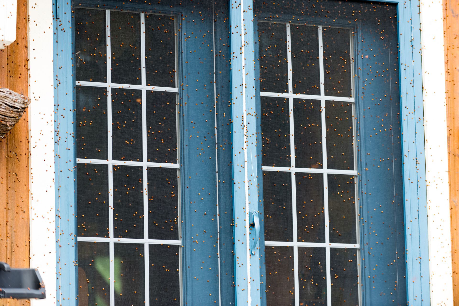 A blue screened in window with lots of bugs on it