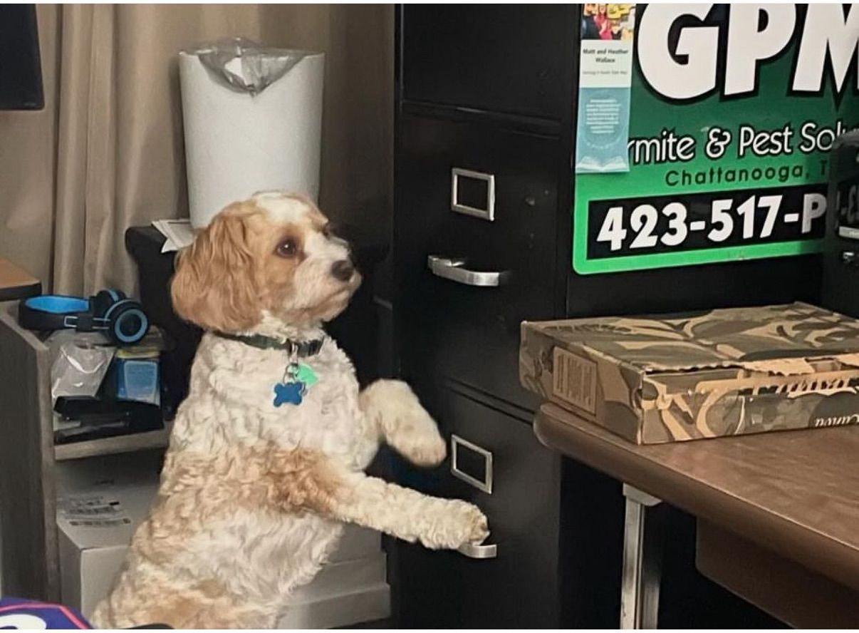 A small dog is standing on its hind legs in front of a filing cabinet that says gpm