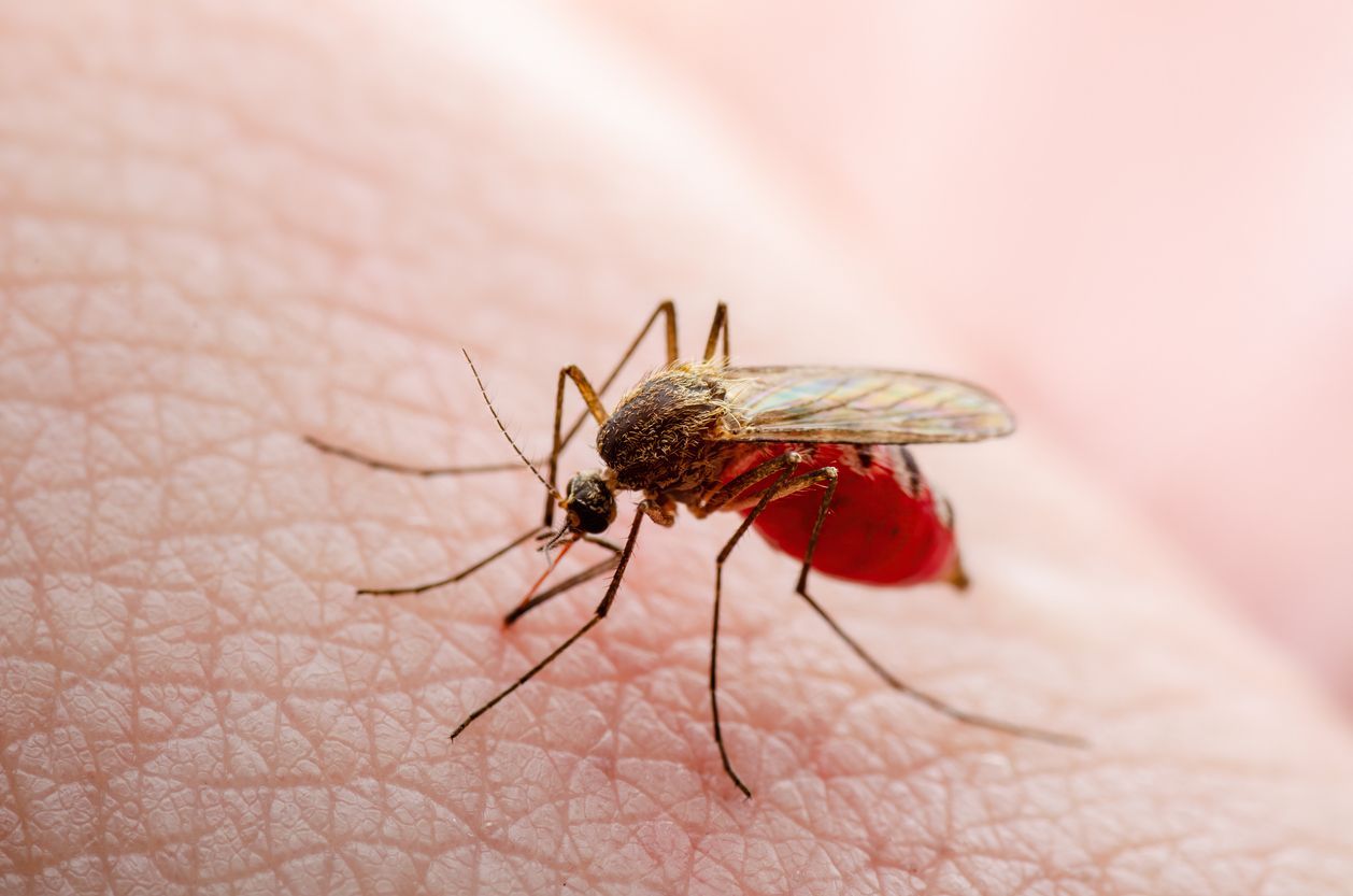 A close up of a mosquito on a person 's skin.