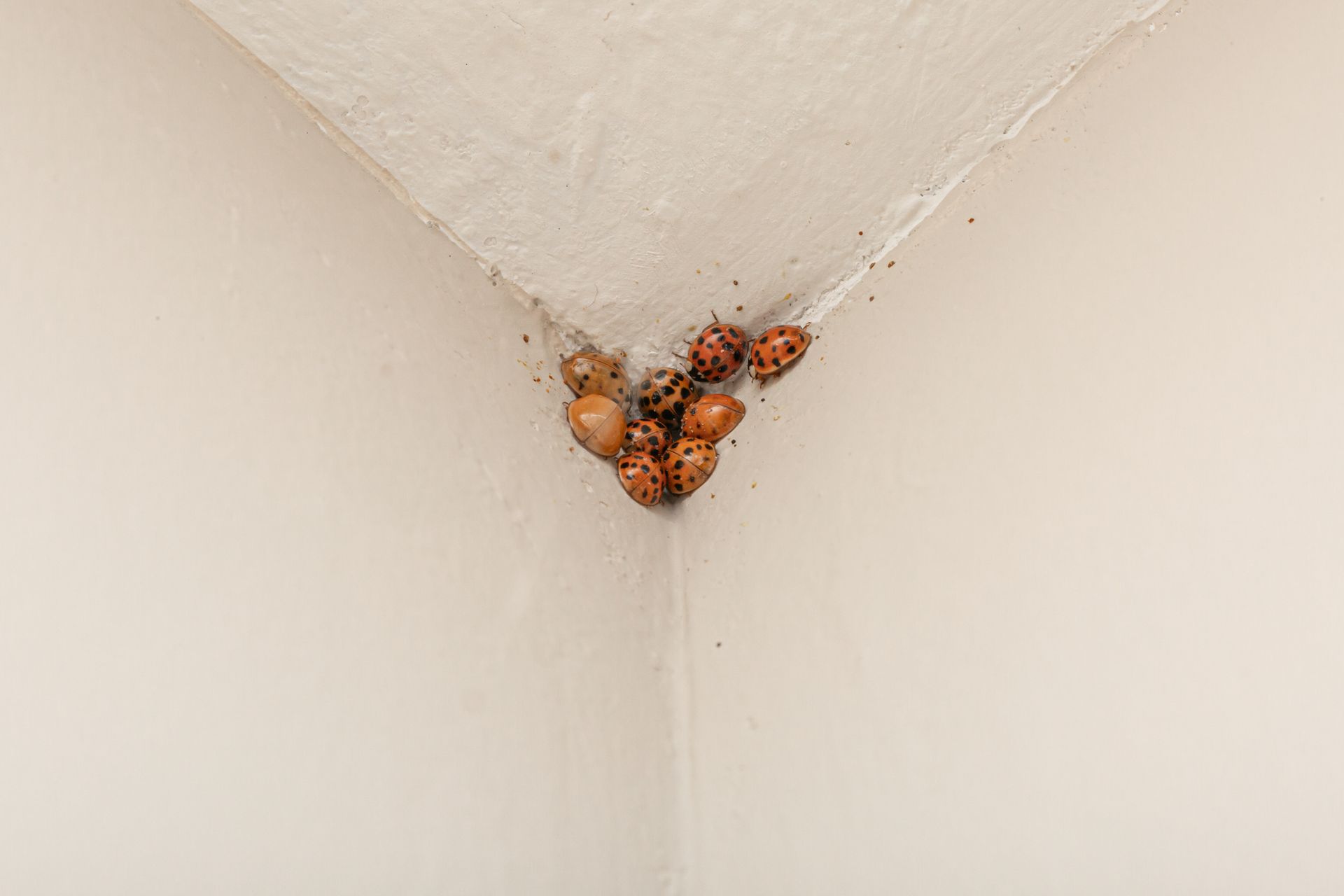 A clump of Asian Lady Beetles in the corner of a white wall
