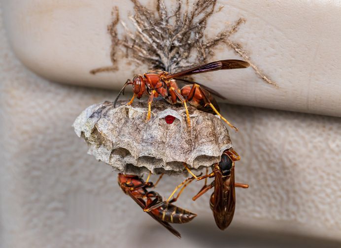 A close up of a hornet sitting on top of a nest.