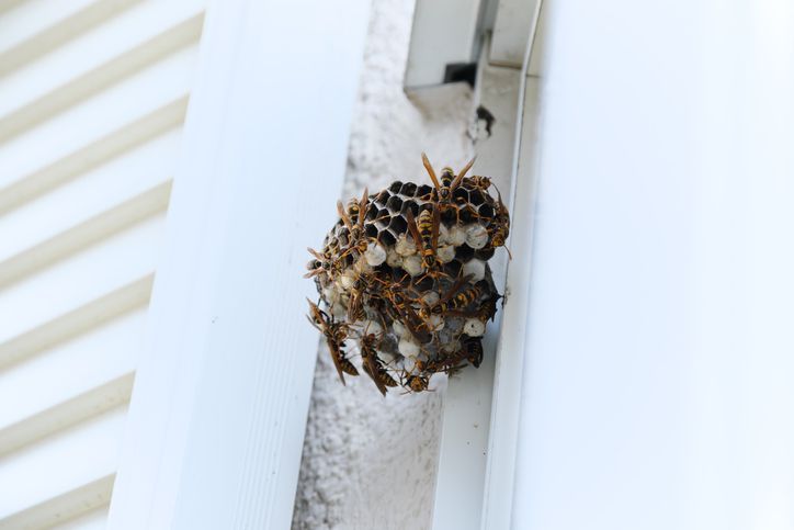 A close up of a hornet nest on a window sill.