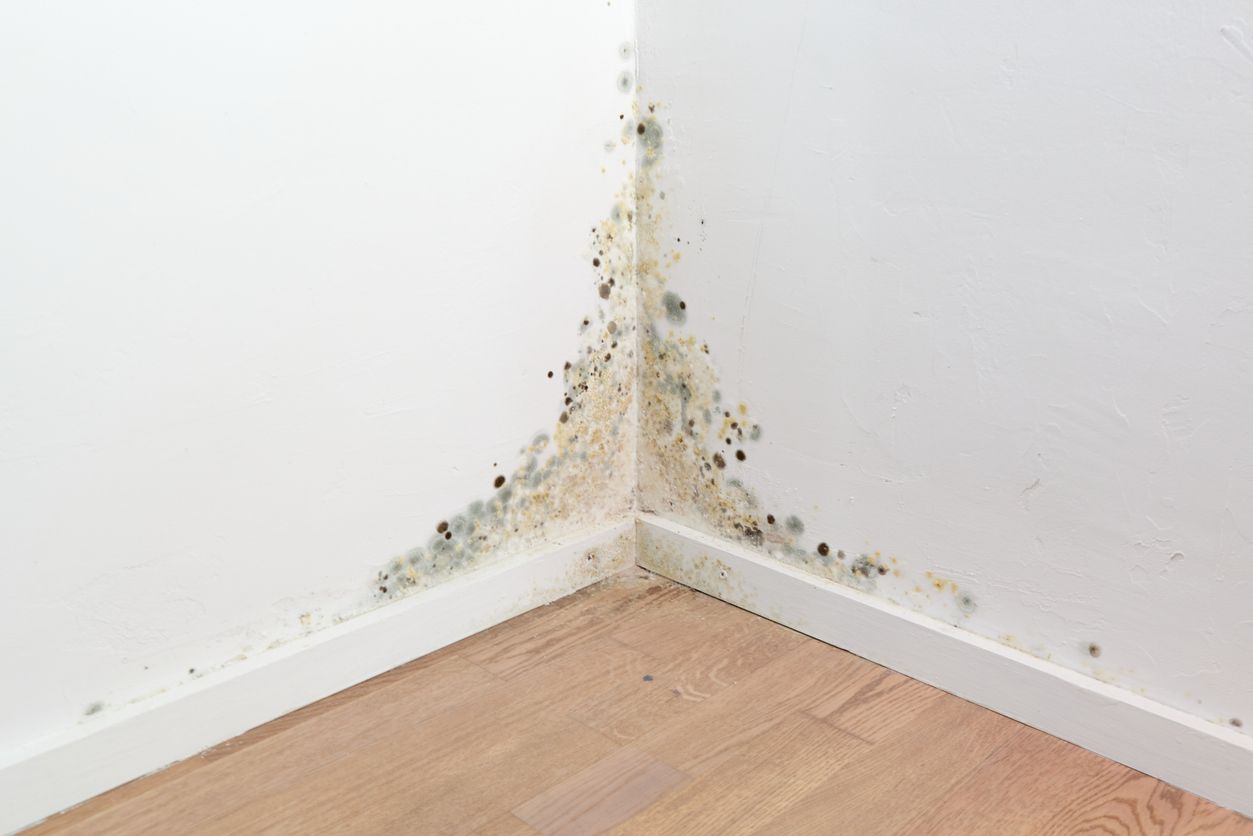 A corner of a wall with mold growing on it.