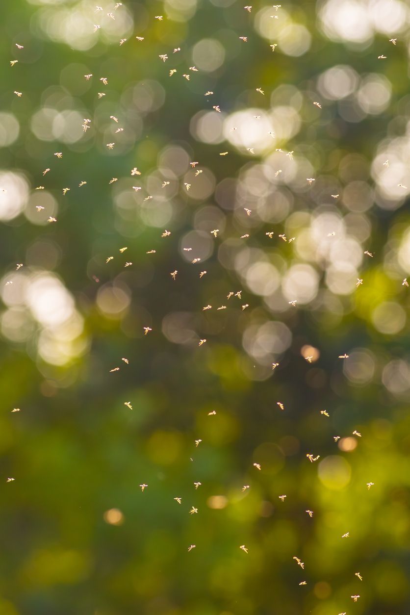 Blurred green foliage with warm sunlight bokeh and soft white light spots