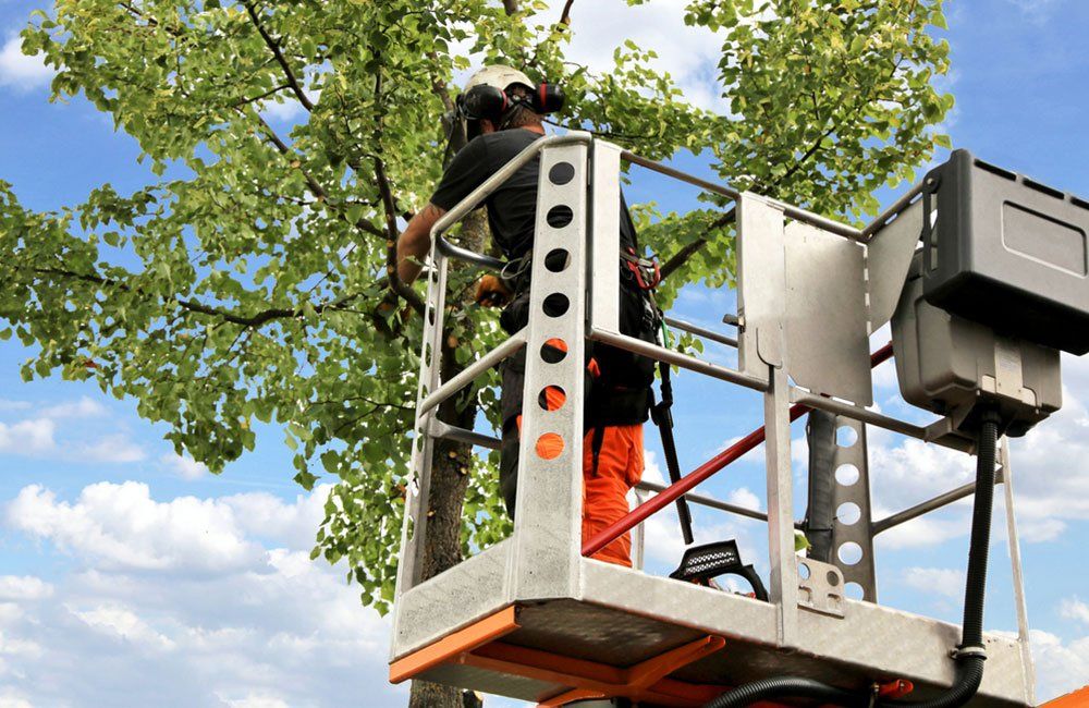 Tree Removal Service Near Me