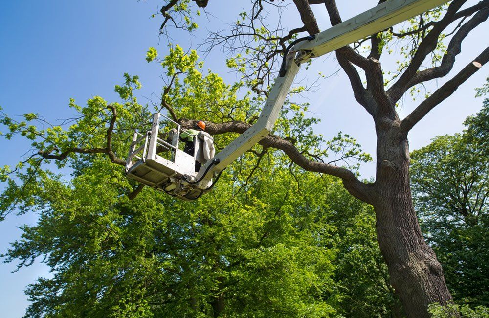 Certified Arborists
