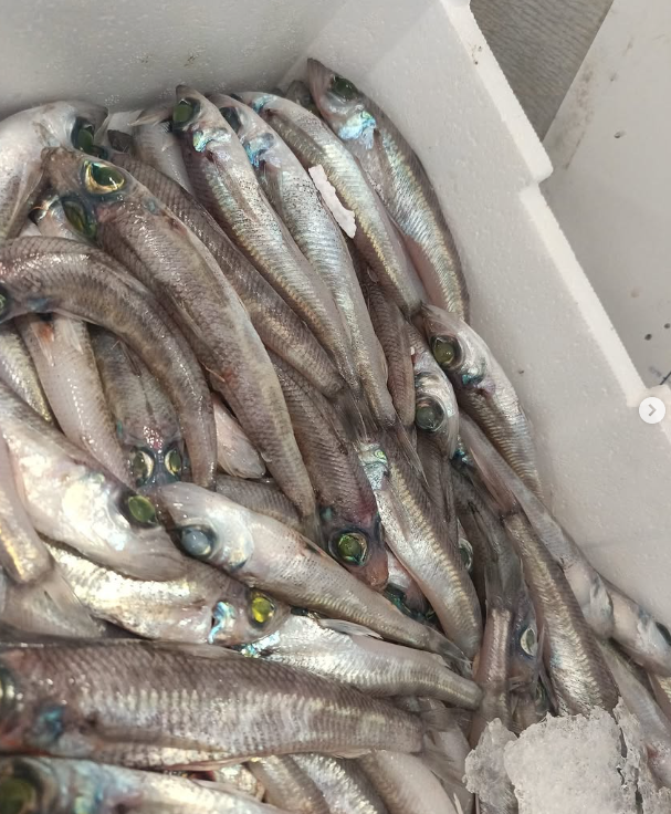 Un mucchio di pesci color argento con grandi occhi, adagiati in un contenitore bianco sul ghiaccio.