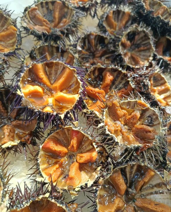 Ricci di mare, con uova arancioni visibili all'interno, su ghiaccio.