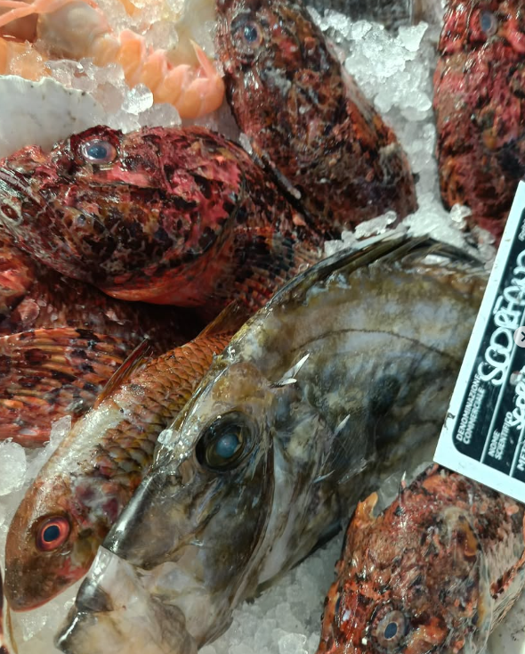 Frutti di mare freschi sul ghiaccio, tra cui pesci rossi e marroni dalla consistenza spinosa.