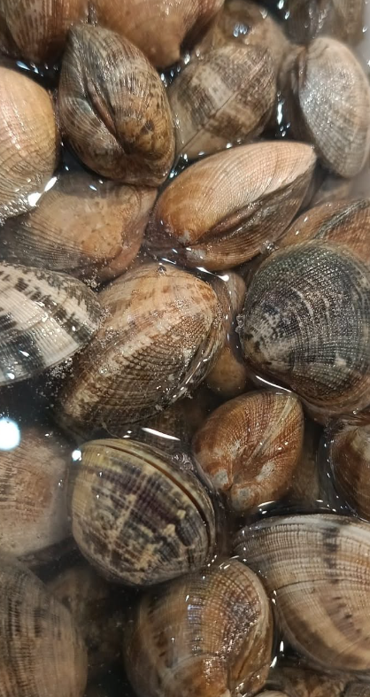 Vongole in acqua, con conchiglie di vari colori e consistenze, per lo più marroni e beige.