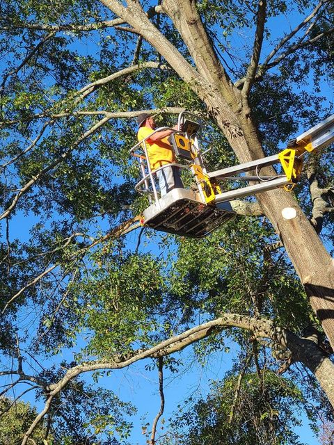 Worker Trimming the Tree — Somerville, AL — A Plus Tree Service