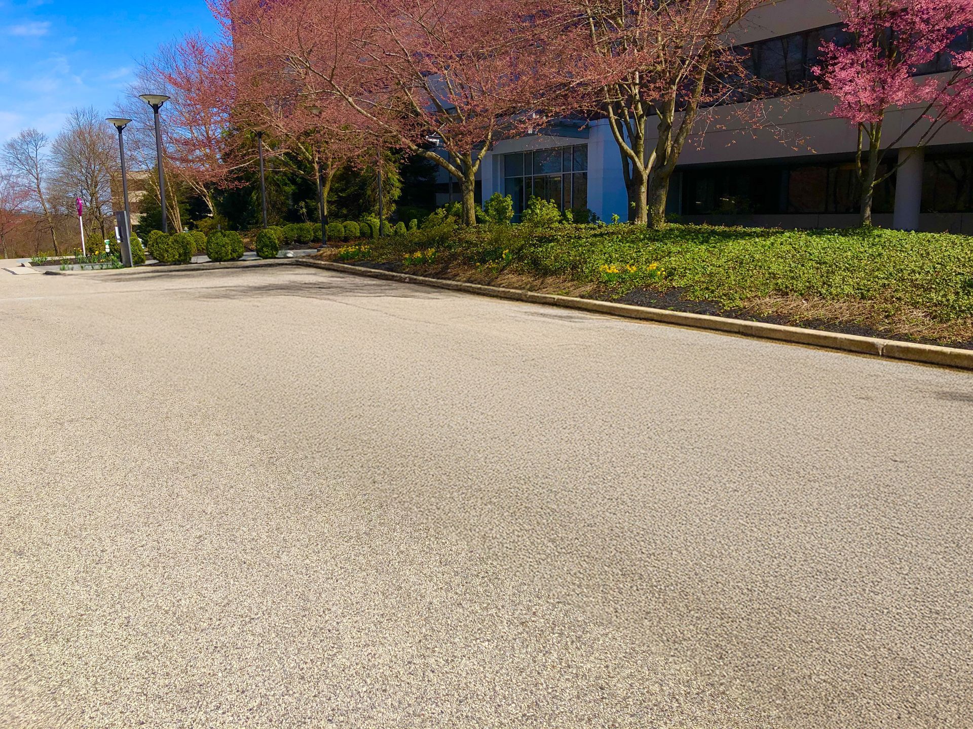 Asphalt driveway with pink flowering trees and a building in the background.