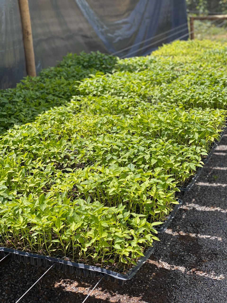 Plantação de pimentas