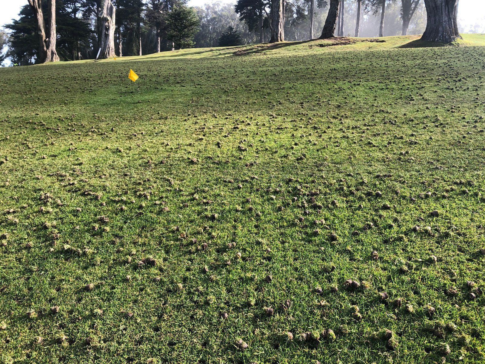 Green grass hillside with scattered earthworm castings. Trees in background.