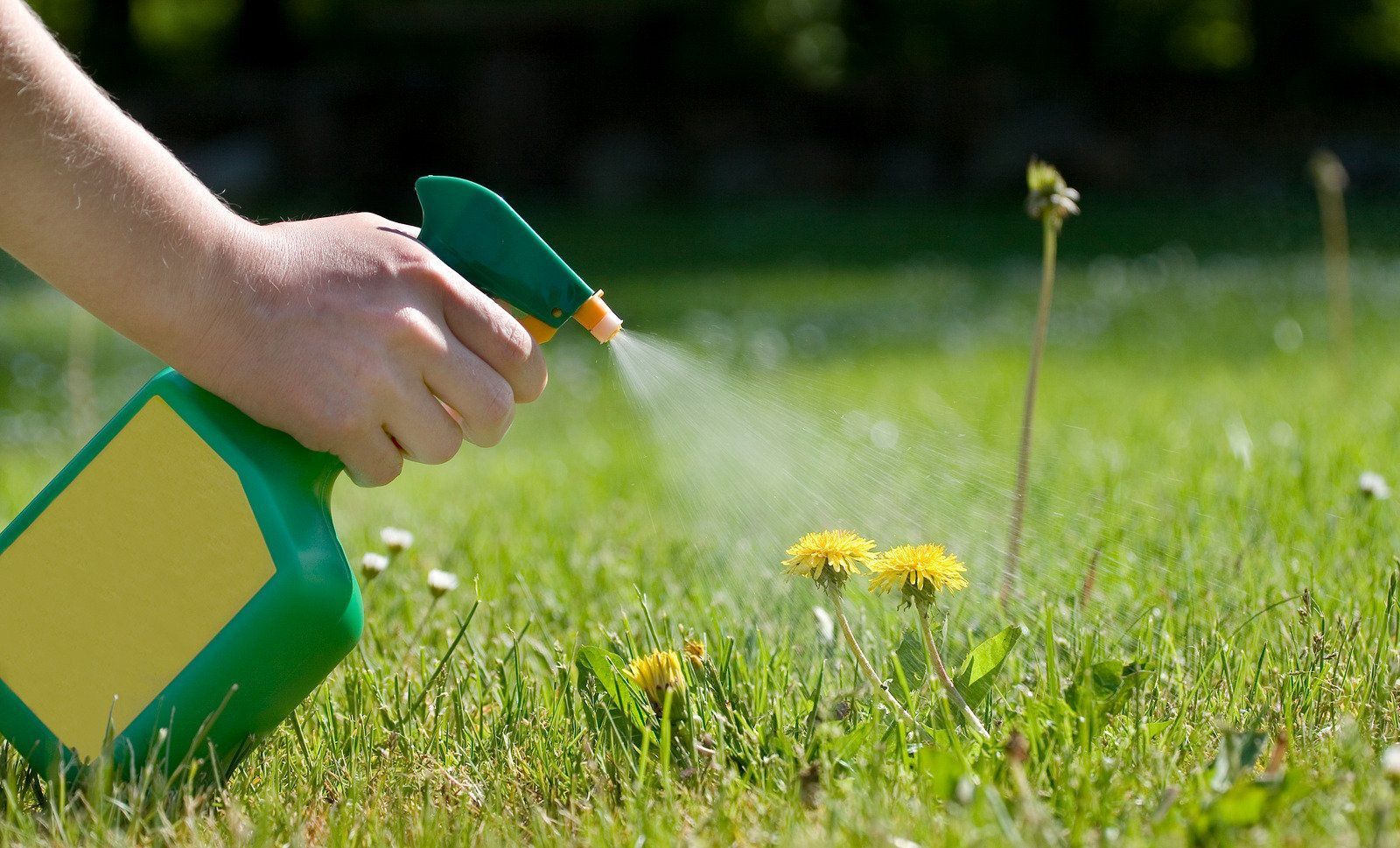 Hand spraying weed killer on dandelions in a grassy lawn.