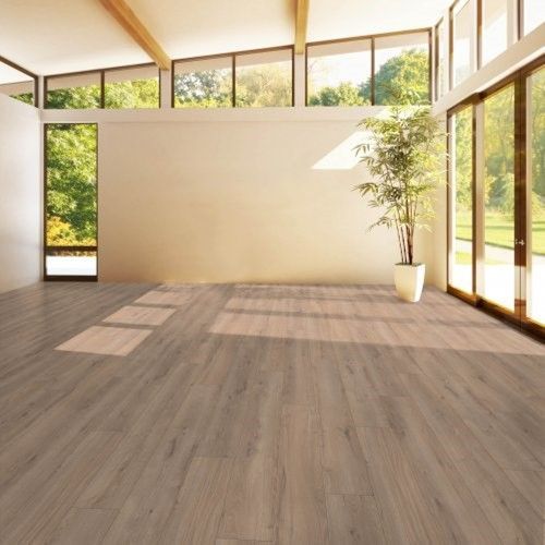 An empty room with a potted plant and lots of windows