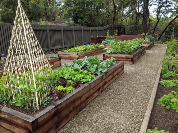A garden with lots of vegetables growing in wooden boxes