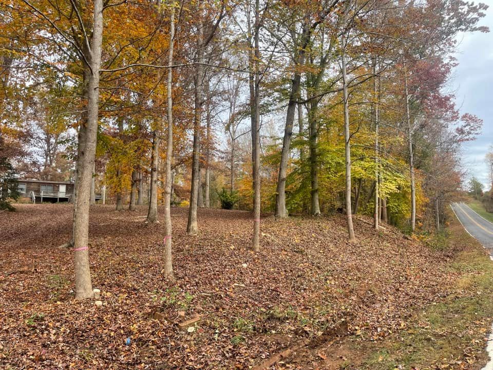 A road going through a forest with trees and leaves on the ground.