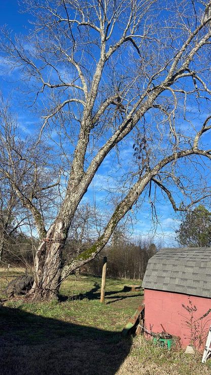 There is a red barn in the background and a tree in the foreground.