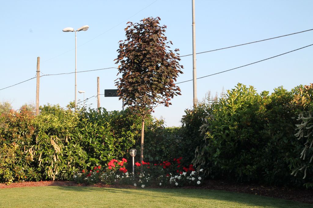 aiuola con albero in giardino interno di una villa