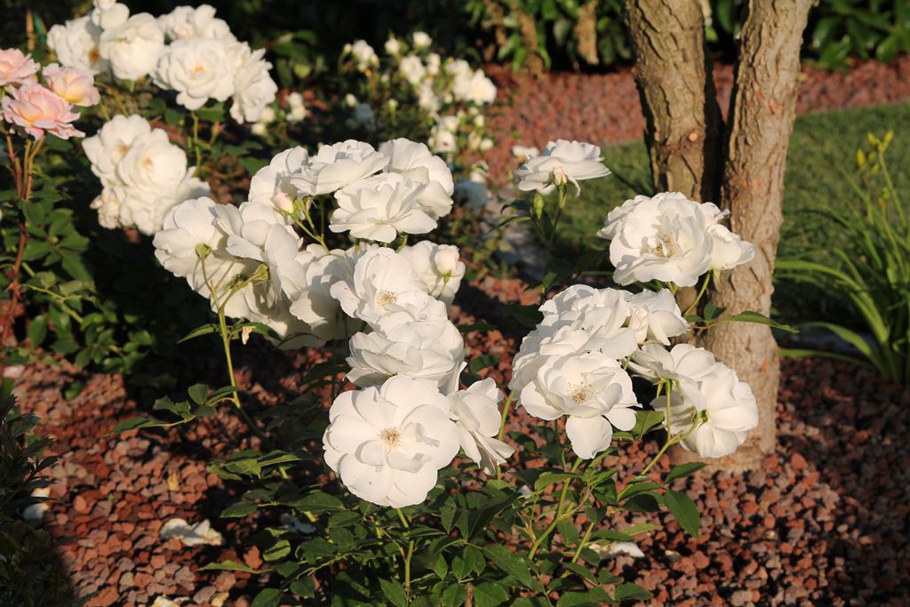 aiuola con fiori bianchi