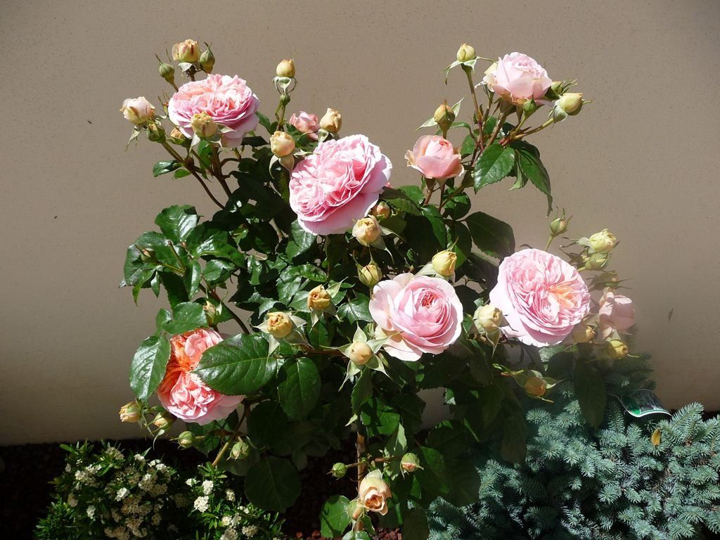 villa con aiuola con rose