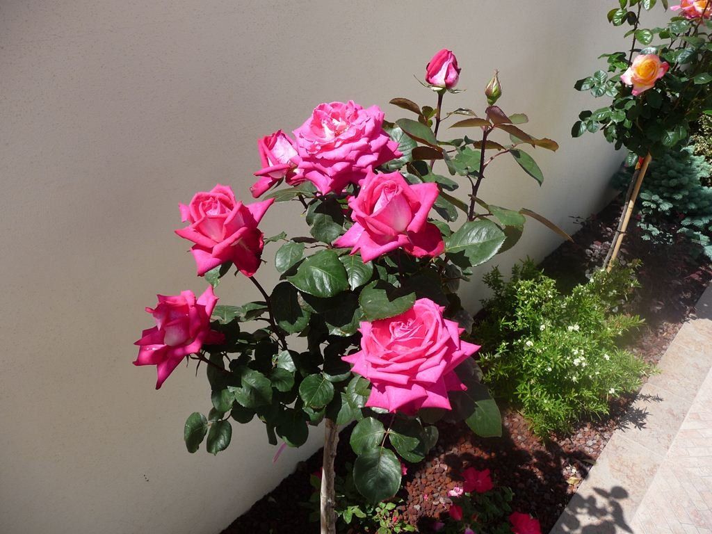 aiuola con rose rosa