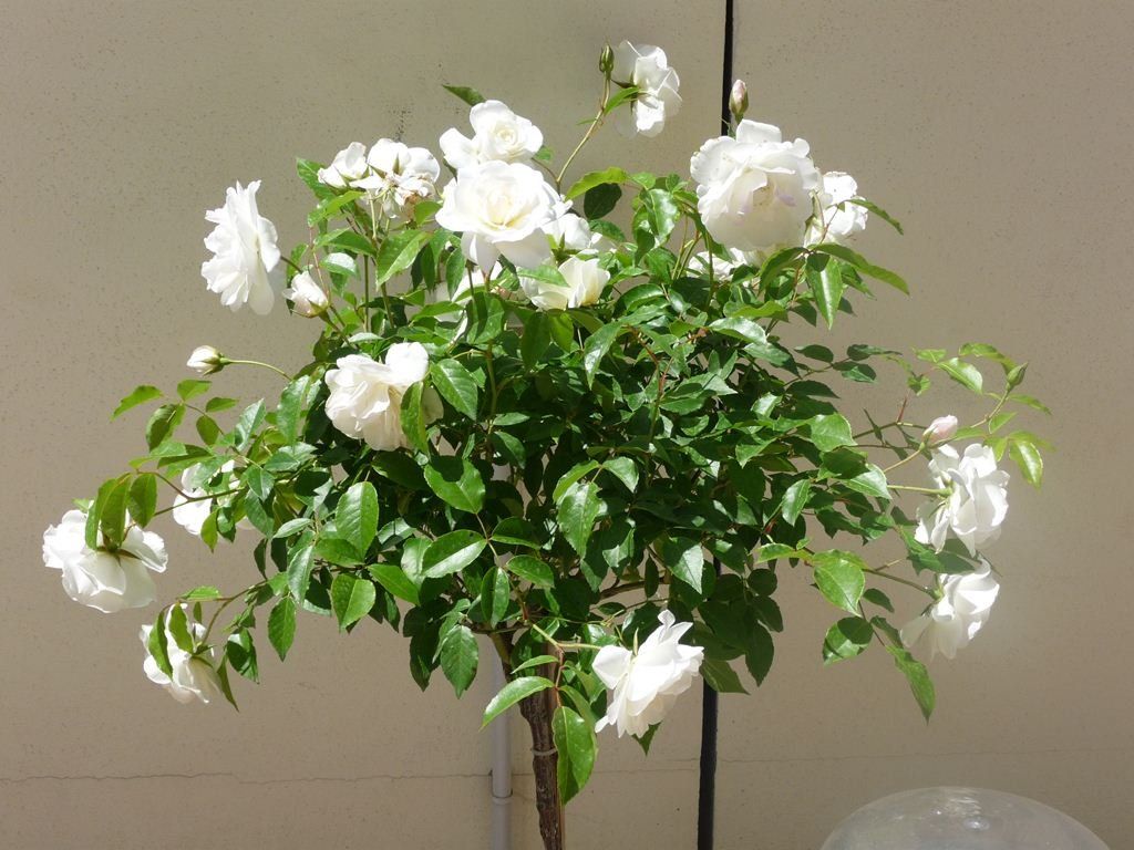 aiuola con rose bianche