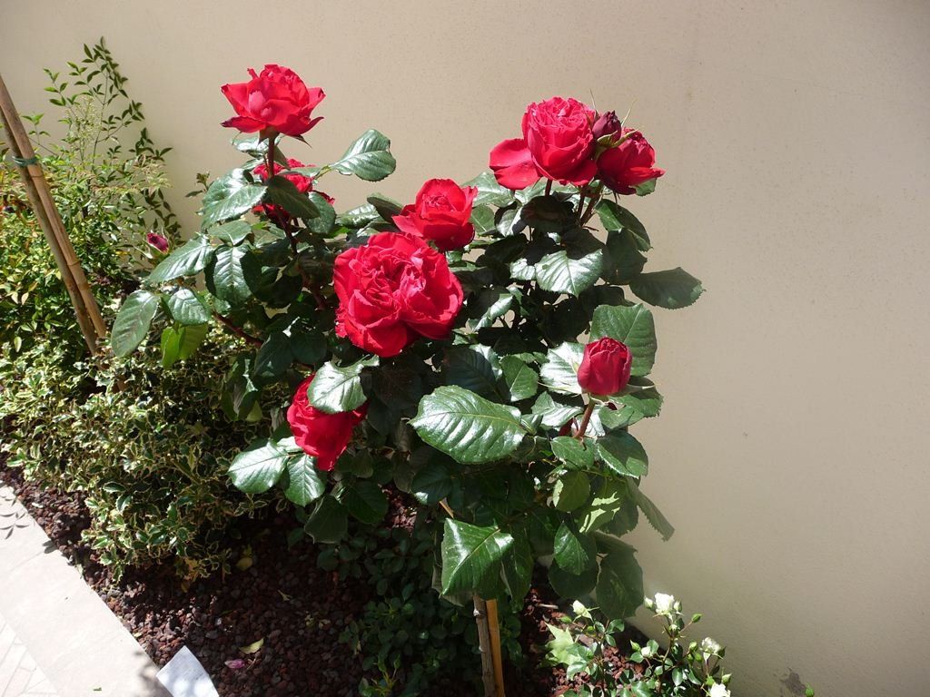 aiuola con rose rosse